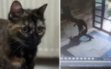 İşkence edilerek katledilmişti: Kedi Cezve’nin kat... İşkence edilerek katledilmişti: Kedi Cezve’nin kat...