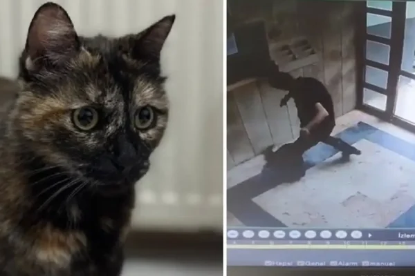 İşkence edilerek katledilmişti: Kedi Cezve’nin kat...