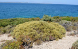 Çeşme’de denize sıfır özel plan askıda!